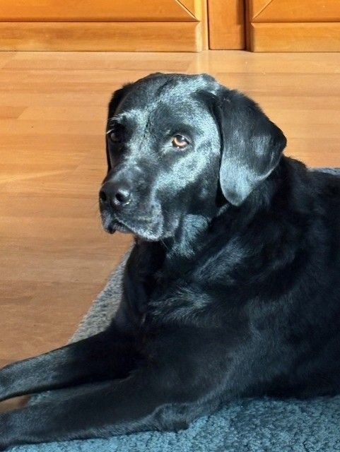 Ein Bild des Schulhundes: Schwarzer Hund 